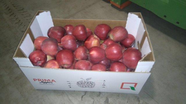 Prima 2000 Obuoliai, slyvos, kriaušės, vaisiai ir daržovės eksportui 15